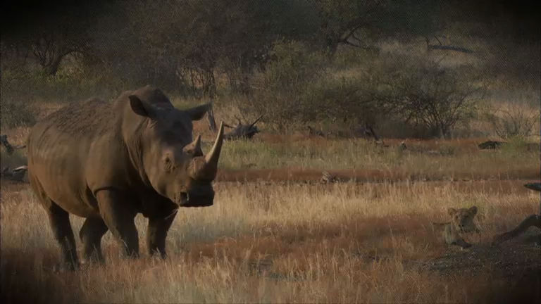 Repórter Record Investigação Rinocerontes
