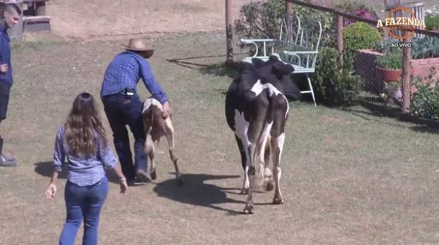 Vaca deixou Adriana Bombom assustada em A Fazenda 9